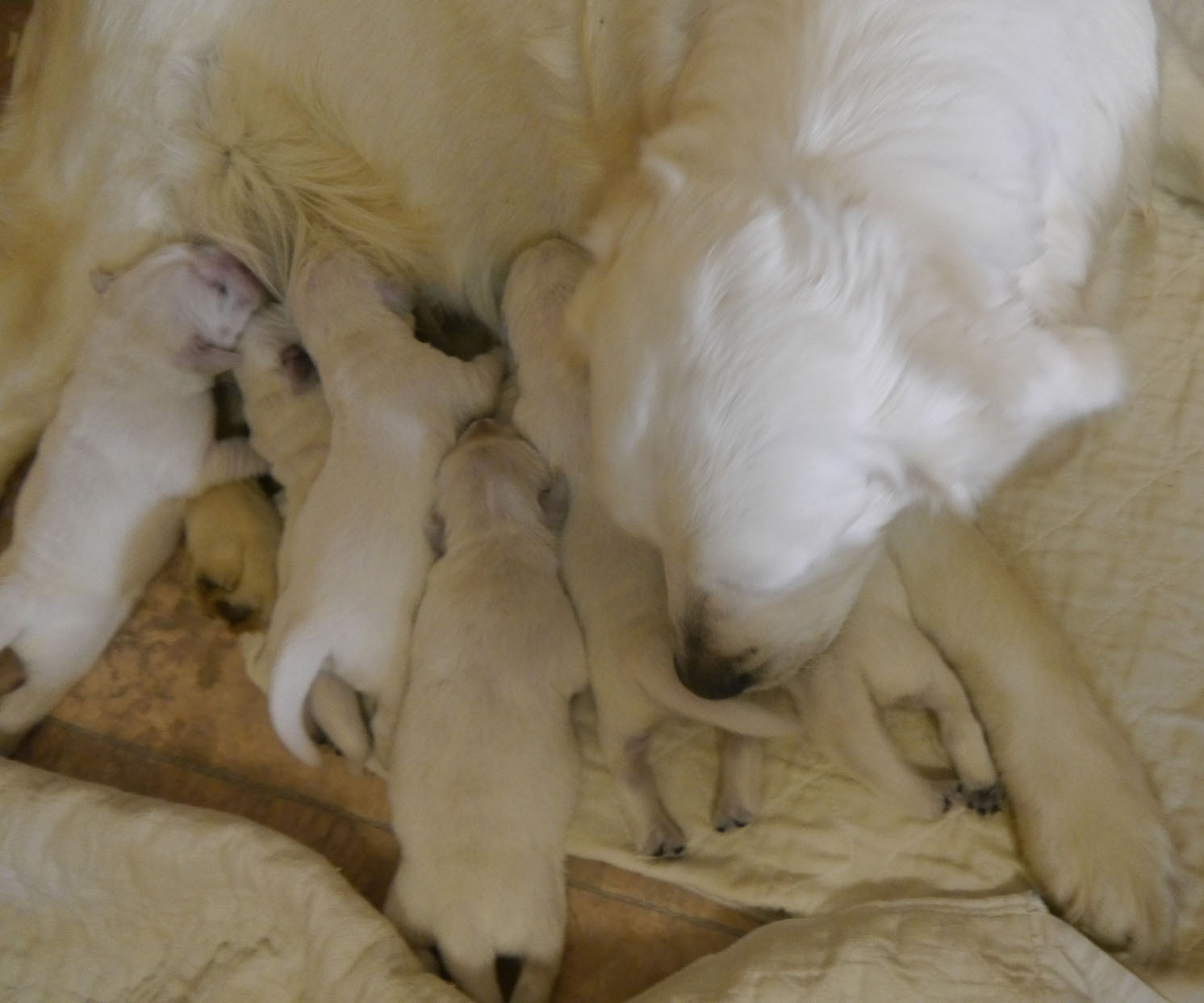 English Creme Golden Retriever Puppies