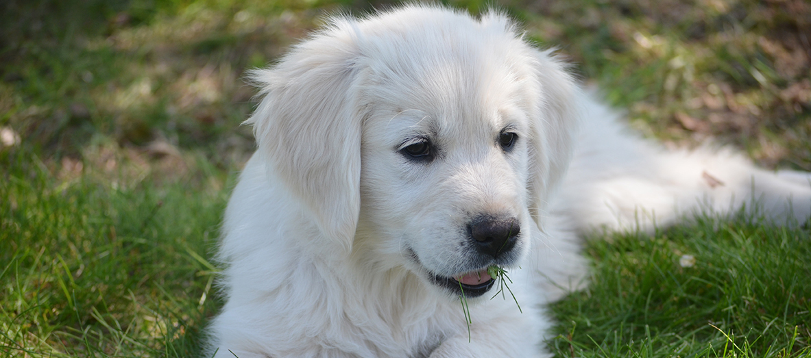 golden retriever puppies